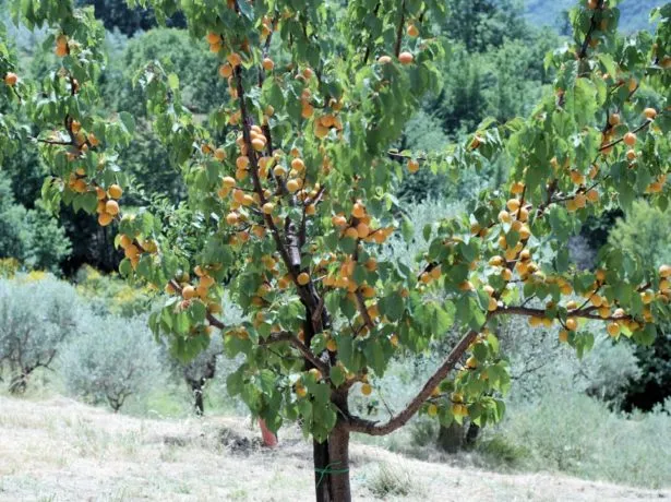Дерево абрикоса с плодами
