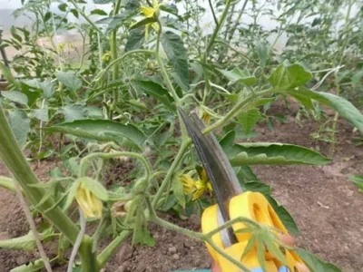Чем опасен альтернариоз для томатов? Описание его признаков, фото пораженных растений и их лечение