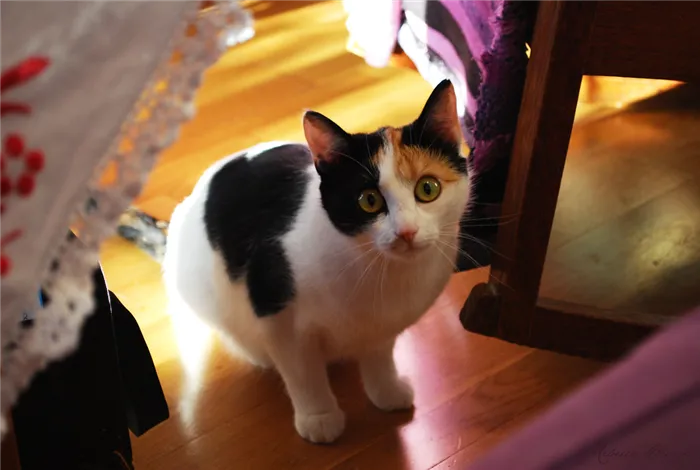 Трехцветная кошка окраса арлекин.jpg