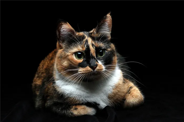 Трехцветный окрас кошки.jpg