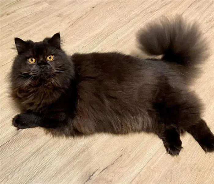 Черный британский длинношерстный кот