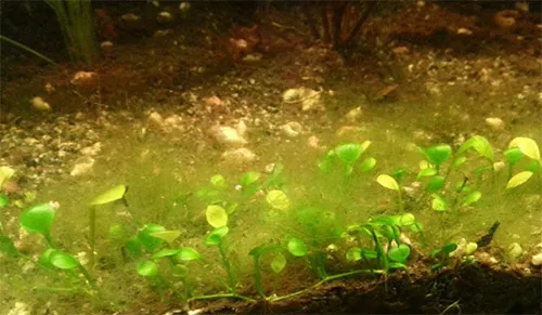 Зеленые нитчатые водоросли (эдогониум, ризоклониум, спирогира, кладофора) – «нитчатки», (отдел Chlorophyta)