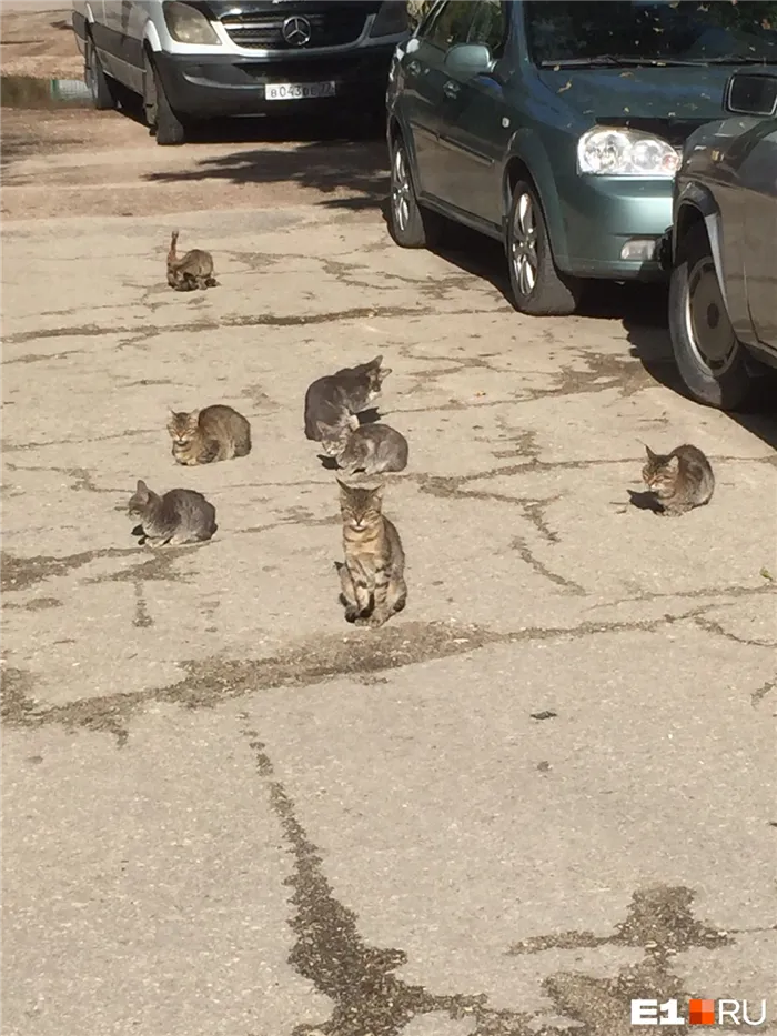 Семейство бездомных кошек греется на солнце