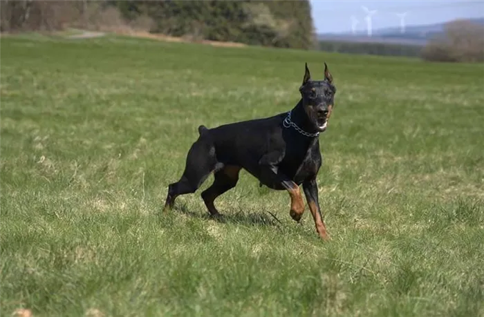Самые быстрые собаки в мире - 15 пород