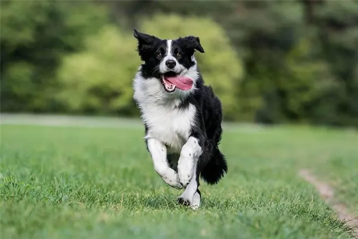 Самые быстрые собаки в мире - 15 пород