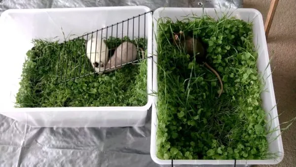 Зеленая лужайка для крыс