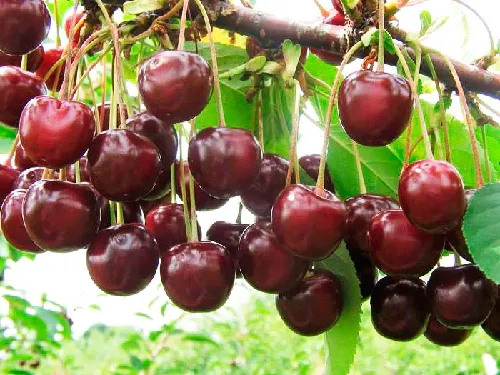 Плоды вишни Харитоновской