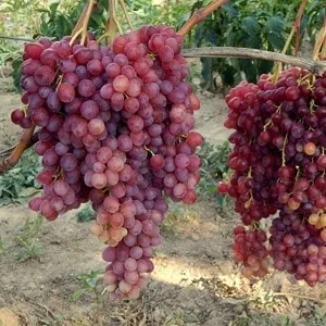Нежный, ароматный сорт винограда Велес от украинских селекционеров