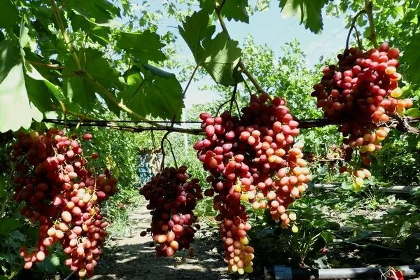 виноград велес фото описание