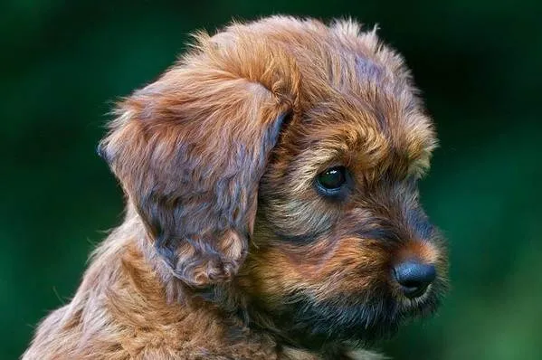 Бриар-собака-Описание-особенности-виды-уход-и-цена-породы-бриар-11