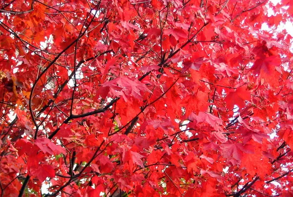 Клен канадский. Фото листьев, дерева Краснолистный, Сахарный, Остролистный, Пестролистный