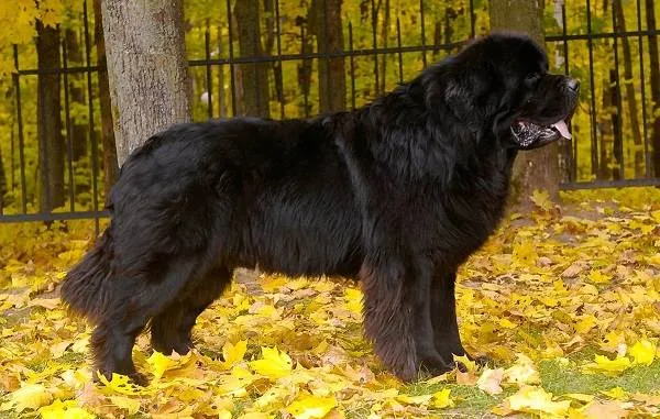 Ньюфаундленд-собака-Описание-особенности-виды-уход-и-цена-породы-10