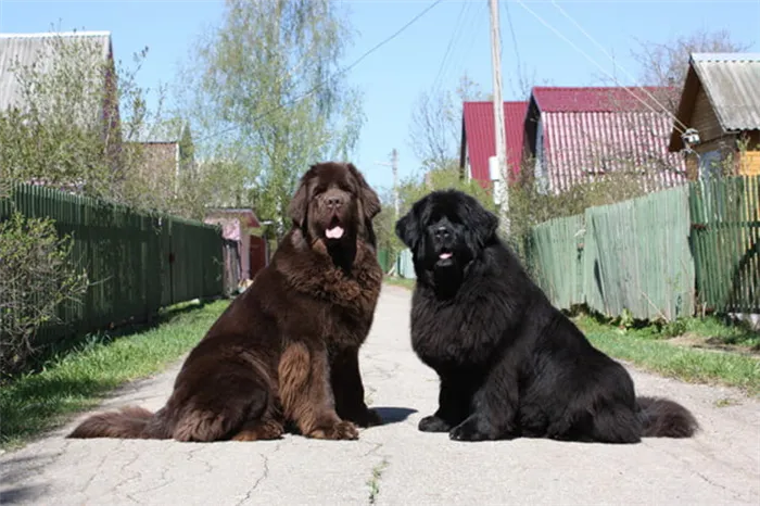 Две собаки породы водолаз