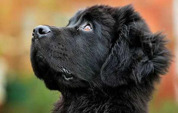 Ньюфаундленд-собака-Описание-особенности-виды-уход-и-цена-породы-16