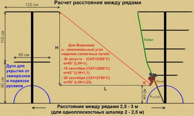 Расчет расстояния между рядами винограда на примере Воронежа