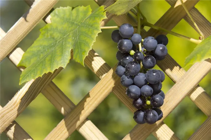 Растущий на опоре виноград удобно правильно формировать, проще обрабатывать от болезней и собирать поспевший урожай.