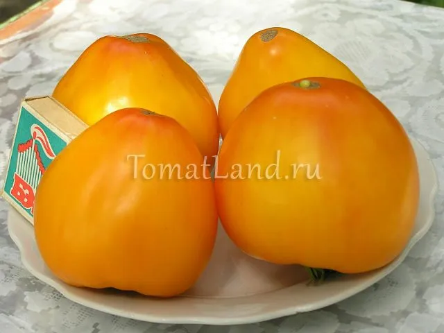 помидоры золотые купола фото спелых плодов