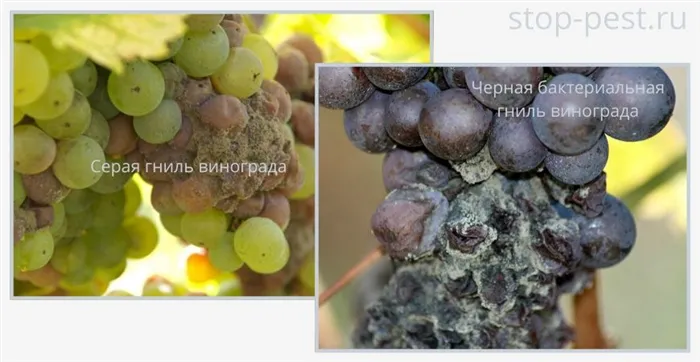 Примеры болезней винограда (гниль черная и серая)