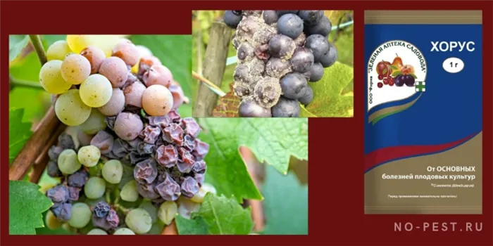Препарат Хорус - обработка винограда от болезней