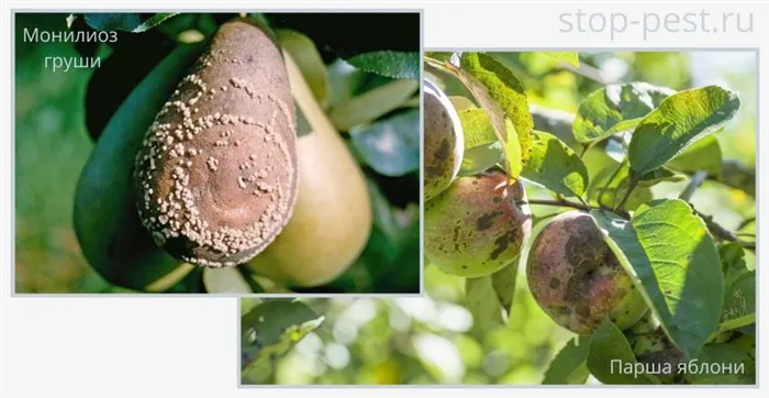 Примеры болезней семечковых плодовых культур (парша, монилиоз)