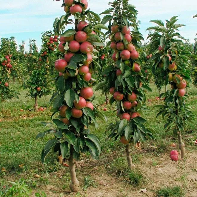 Яблони с плодами