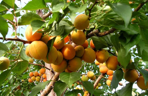 Плоды абрикоса Триумф северный на ветках