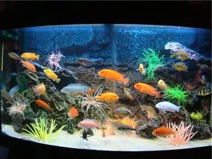 Правила совмещения сомиков аквариумных с другими рыбками