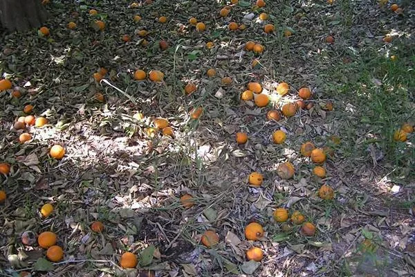 осыпание плодов абрикоса