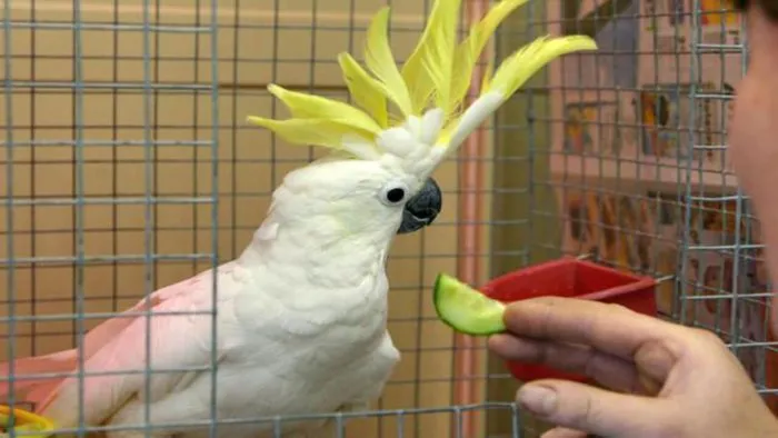 Желтохохлый попугай ест огурец