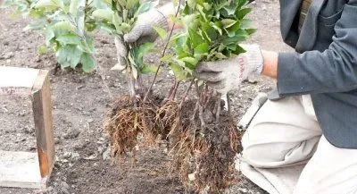 Размножение яблони воздушными отводками: укореняем ветку на дереве
