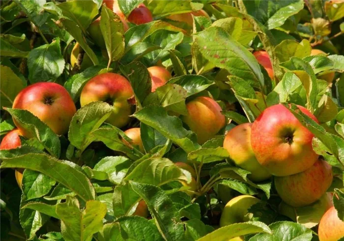 Размножение яблонями отводками и черенками