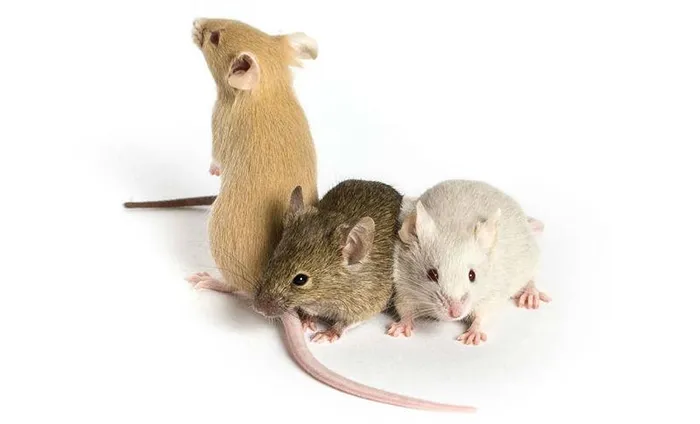 Декоративные мыши - главное фото