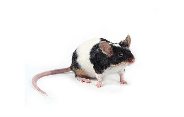 Японская мышь с черными пятнами