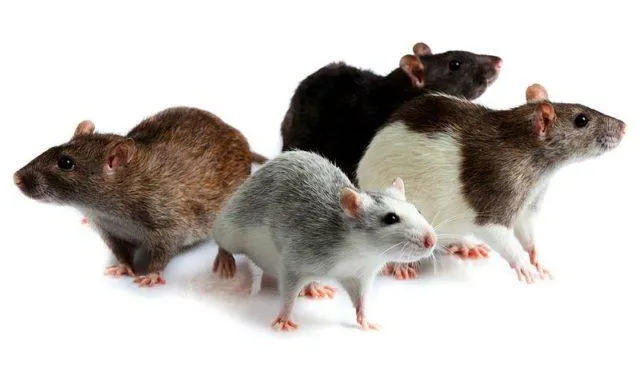 Описание домашней крысы - главное фото