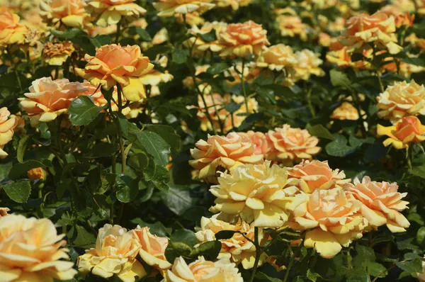 Розы любят солнце. Фото автора