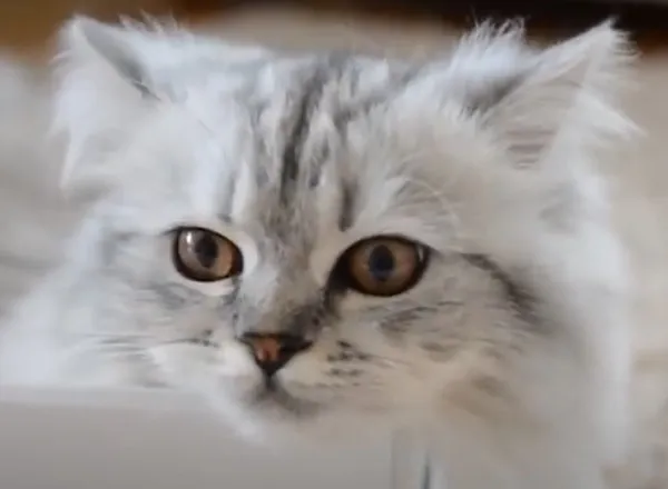 котенок перс
