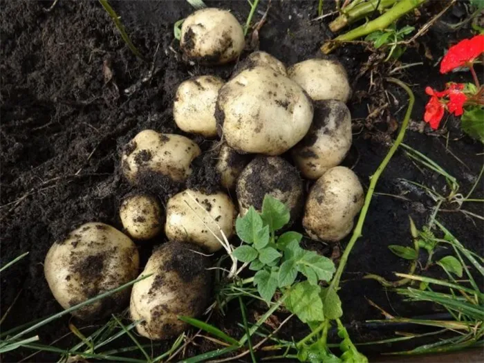 Результаты после размножения картофеля