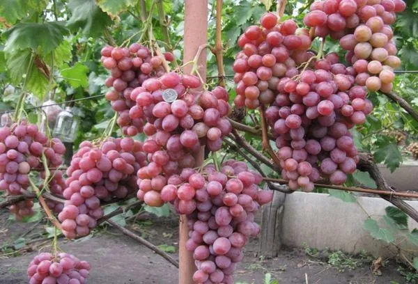 гроздья винограда