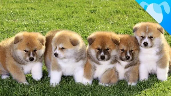 Японские имена для собак: кобели и суки: Японские имена для собак: кобели