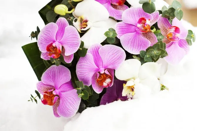 Букет из белых и фиолетовых орхидей