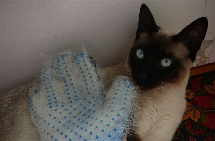 Перчатка для вычесывания кошки