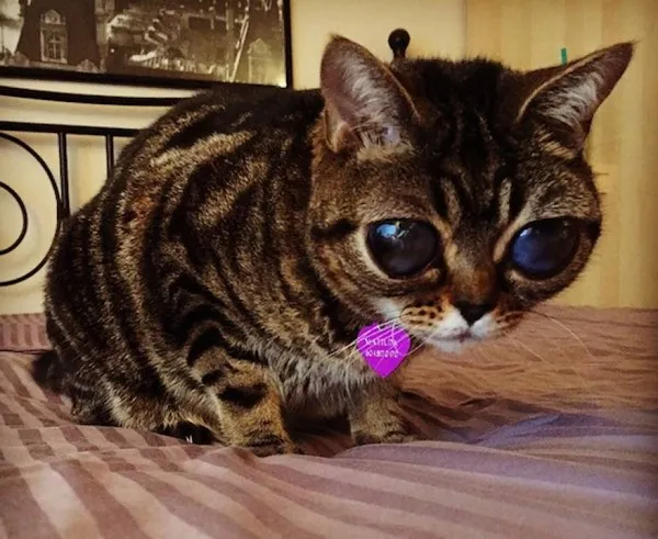Необычные глаза этой кошки - признак заболевания