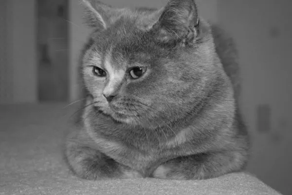 Серый метис шотландской и британской кошки
