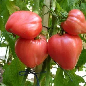 Крупный, плодовитый салатный сорт томатов 