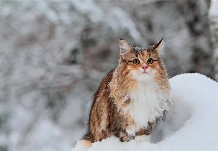 Длинноухий пушистый кот зимой