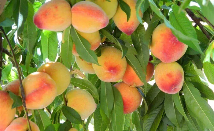 Основные ошибки при выращивании персика