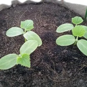 Правильное выращивание кабачков и уход в открытом грунте: секреты агротехники для получения отличного урожая