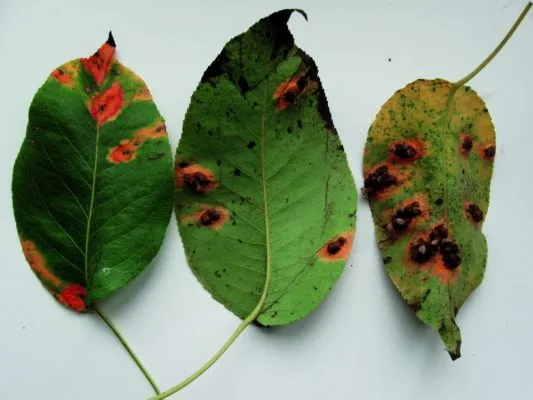 Листья, поражённые клястероспориозом