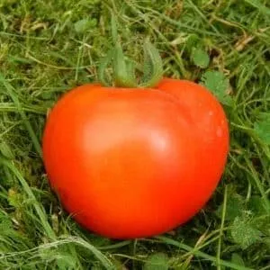 Собираем богатый урожай, соблюдая правила ухода - томат 