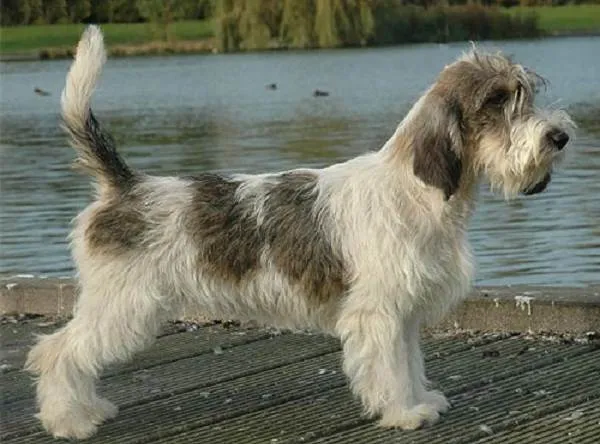 Вандейский-бассет-гриффон-собака-Описание-особенности-характер-уход-и-цена-породы-4